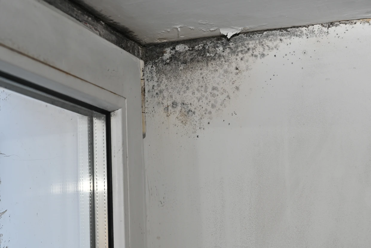 Intérieur d'installation de séchage de grains avec plateaux compartimentés contenant différentes variétés de légumineuses et céréales en cours de déshydratation