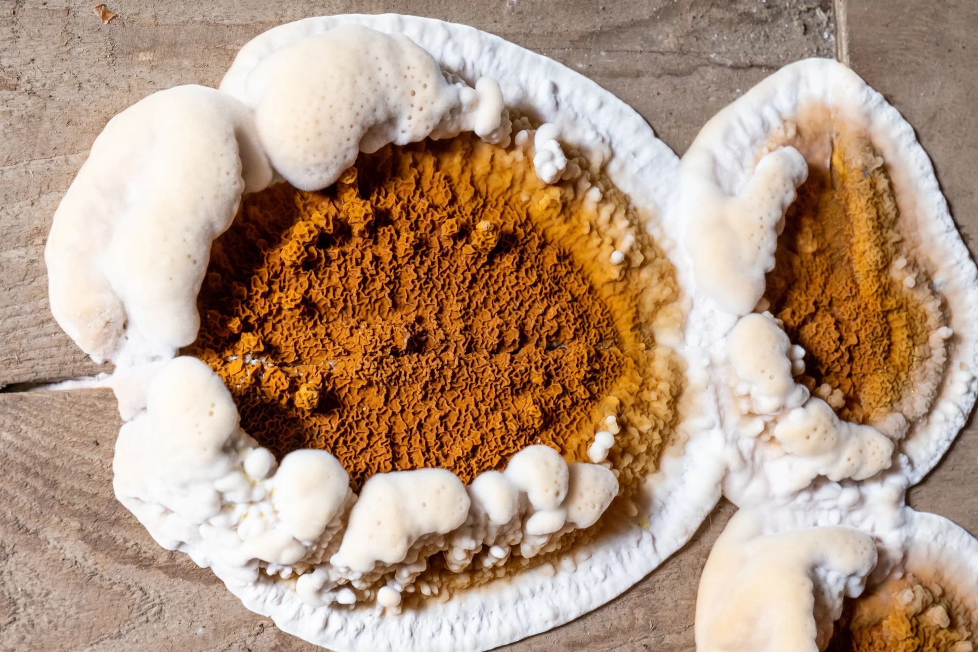 Plateau en bois présentant des truffes noires entières et tranchées, révélant leur chair marbrée caractéristique